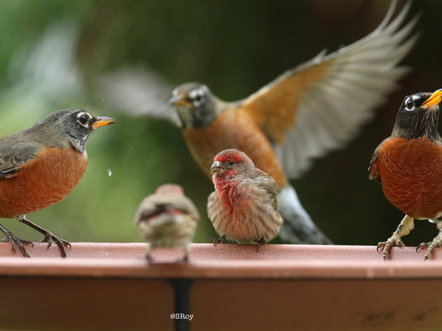 You're Invited: North Carolina's 21st Great Backyard Bird Count