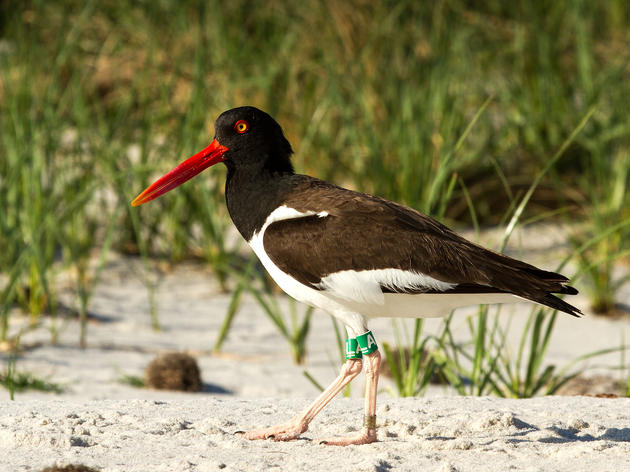 Coastal Birds: Your Top Questions, Answered