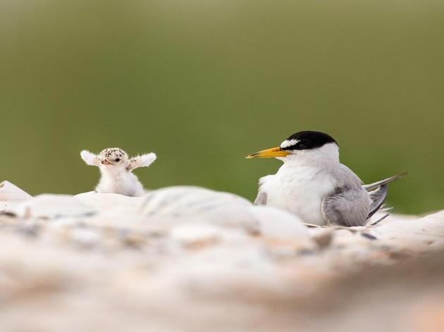 Best of 2019: Audubon North Carolina in Action