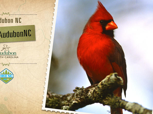 Tweet to Help Audubon Win!