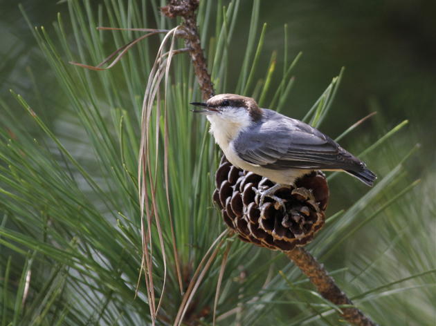 Nuthatches Squeak Out a Win
