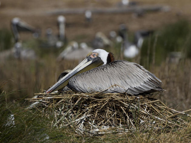 Nest Watch in 360: Pelicans, Terns and Ibis