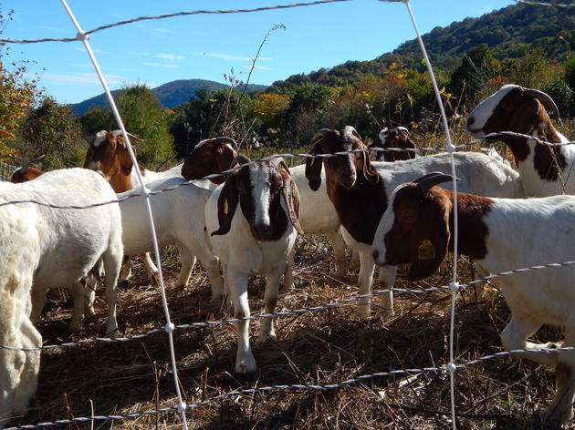 Goats Help Restore Golden-wing Habitat
