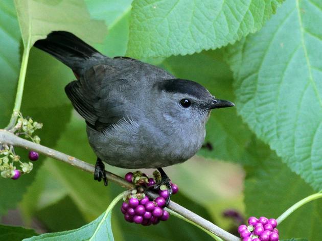 Carolina Parent: Audubon NC Makes It Easy to Grow a Bird-Friendly Garden