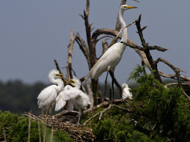 A Partnership to Protect over 50,000 birds Along the Cape Fear River