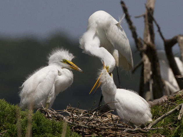 2017 Waterbird Nesting Season Recap