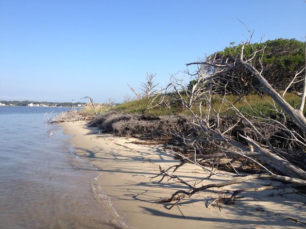Assessing How Shoreline Change Impacts Nesting Waterbirds