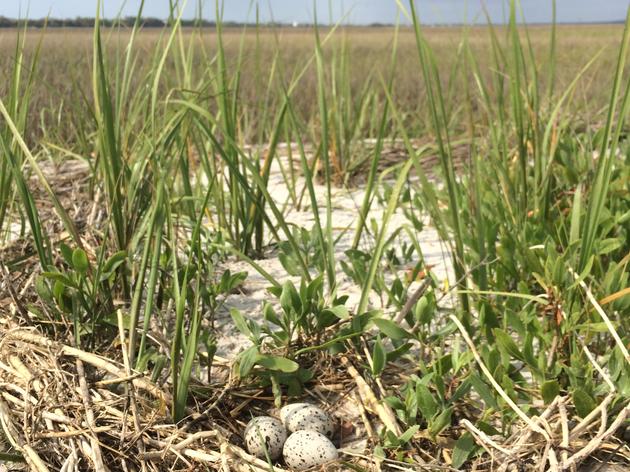 Upward Trends for NC's American Oystercatcher and Wilson’s Plover