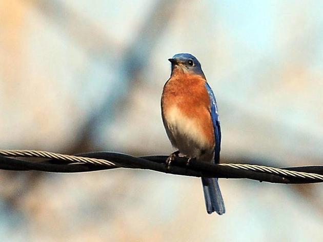 News and Observer: Learn how to attract bluebirds to your garden and more upcoming home and garden events