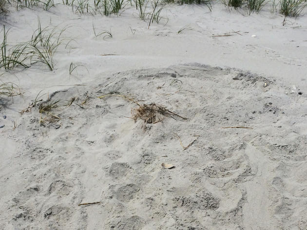 Sea Turtle Nesting Hits a New High on Lea-Hutaff Island