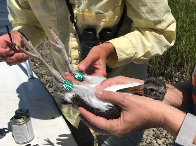 Oystercatcher Banding Leads to Big Find