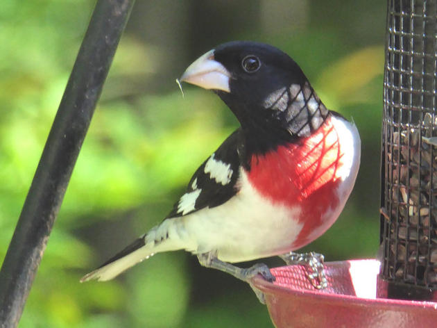 Your Morning Coffee Can Now Support Birds