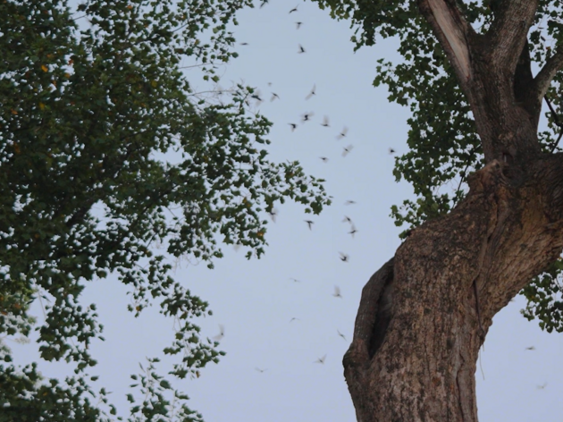 Famous UNC Tree Hosts Rare Swift Roost  