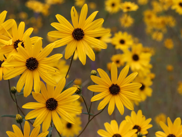 We’re Nuts About These Bird-Friendly Native Plants