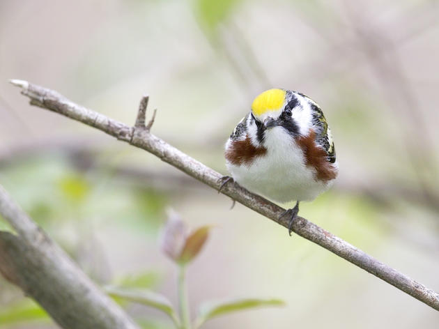 Audubon Supports New Chapter Name: Blue Ridge Audubon