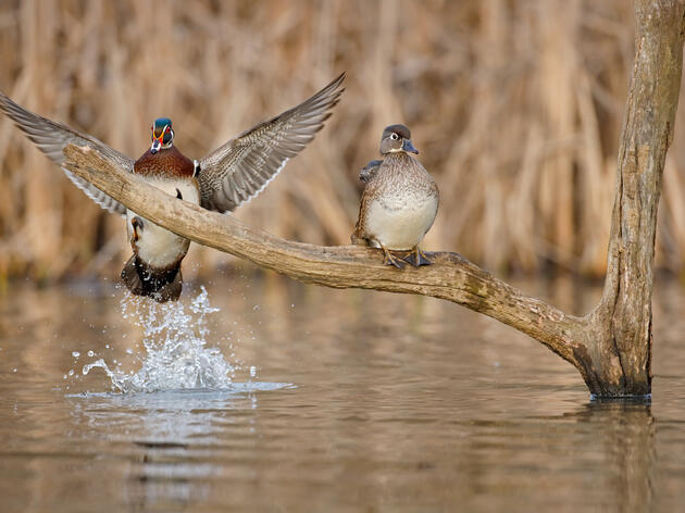 $3M National Grant will Fund Audubon’s Marsh Restoration in Currituck Sound