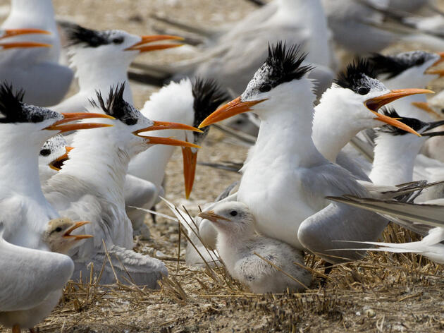 Audubon, Army Corps Restore Critical Bird Nesting Island on the Cape Fear River