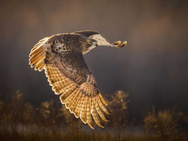 Great American Outdoors Act Will Benefit Birds, People, and Parks Across North Carolina