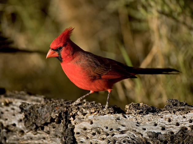 How Well Do We Really Know Cardinals?