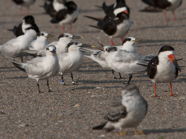 Sandwich Terns from Louisiana visit Wrightsville Beach