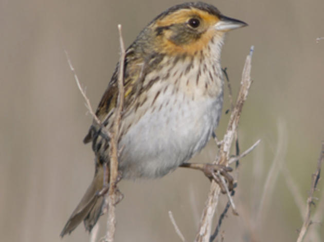 Saltmarsh Sparrow