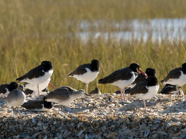 Oystercatcher class of '11 still using the Cape Fear River