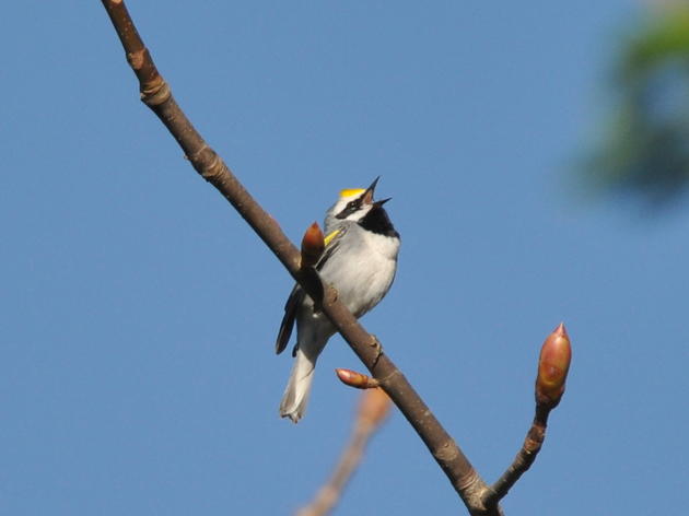 Golden-winged Warbler