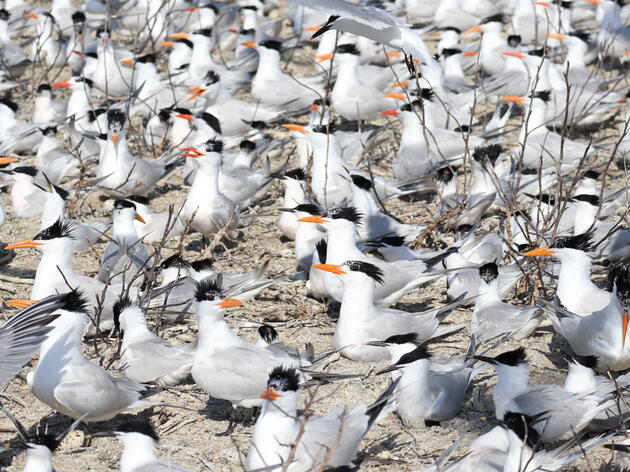 Inside this Year’s Big Colonial Waterbird Count 