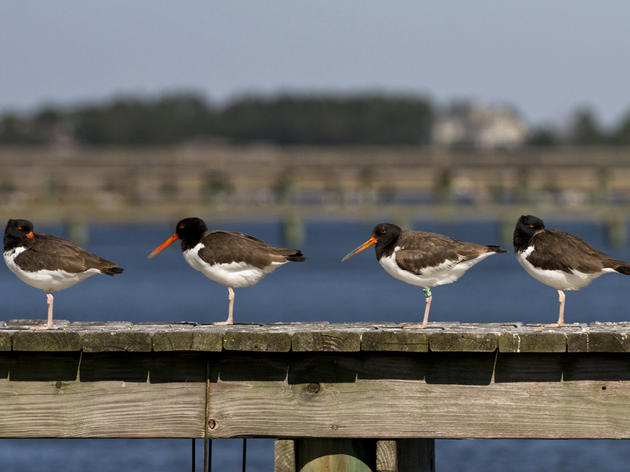 Resighting Migrant Birds Supports Citizen Science