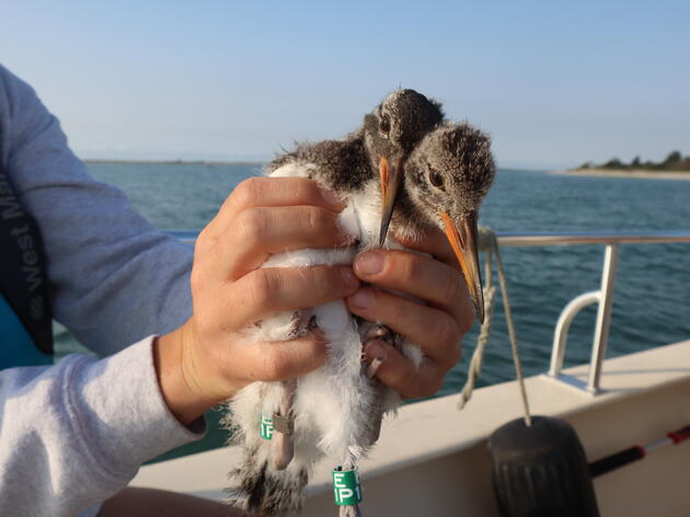 Midseason Coastal Nesting Update: Baby Birds Get New Bling 