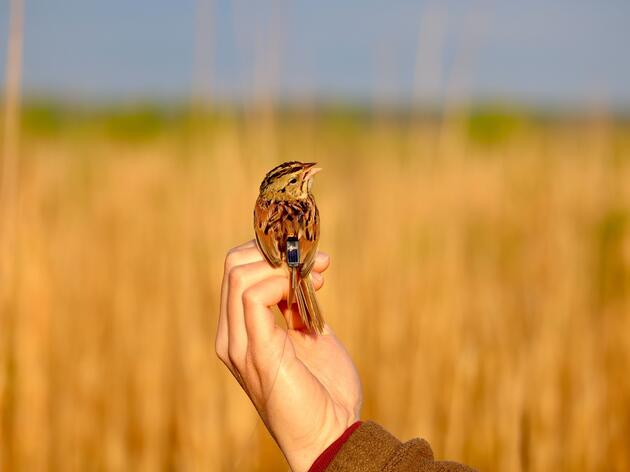 The Silver Lining for a Declining Grassland Songbird 