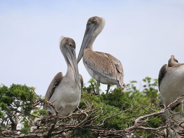 Coastal Nesting Recap: Piping Plover Fledglings, Poop Research, Coyotes, and More 