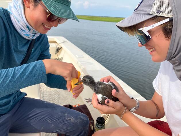A Record-Breaking Summer for Oystercatchers, Stewards at Coastal Sanctuaries 