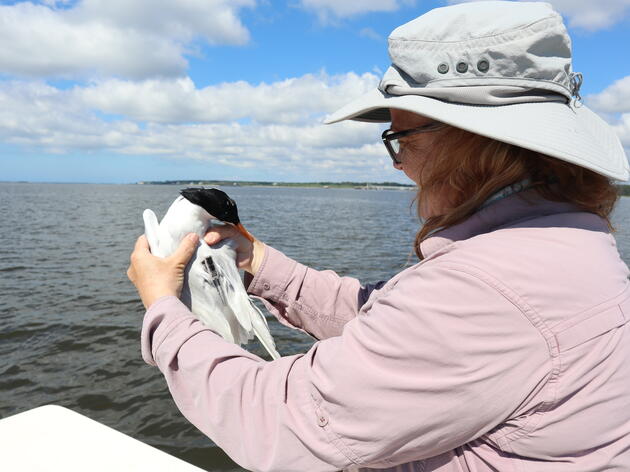 Cape Fear Royal Terns Get GPS Transmitters 