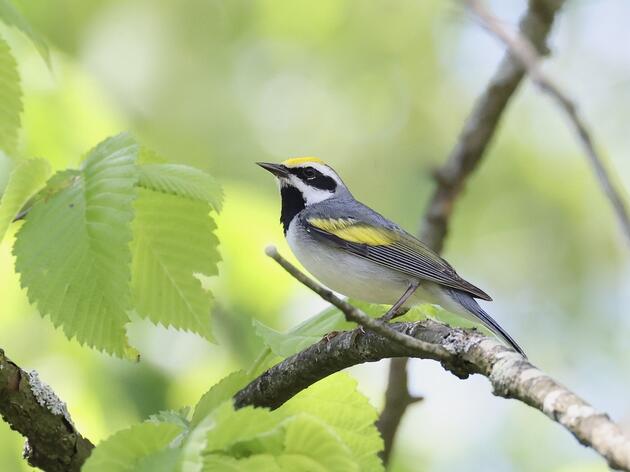New Data Reveals Golden-winged Warbler Migration Mysteries 