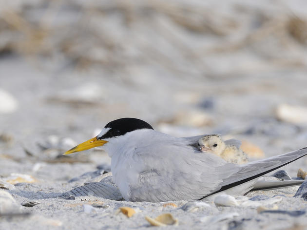 This Summer, Share the Shore With Nesting Birds