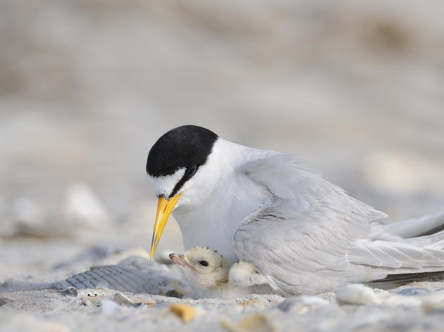 Cape Hatteras: A National Seashore for All