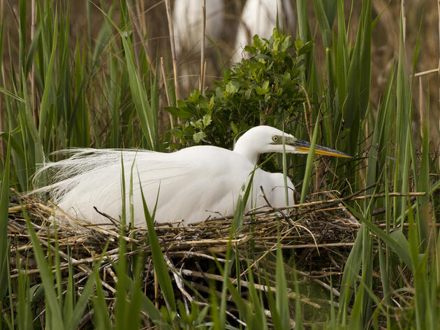 Audubon Awarded Grants for Habitat Restoration at Pine Island Sanctuary, Cape Fear River