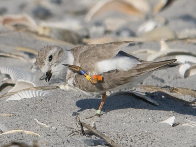 Great Lakes Piping Plover returns for third winter at Rich Inlet