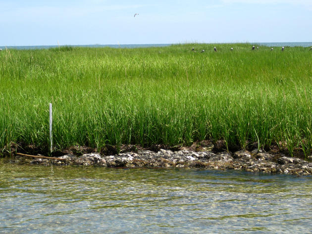 Oyster Shell Placement to Reduce Erosion on Beacon Island - The August Important Bird Area of the Month