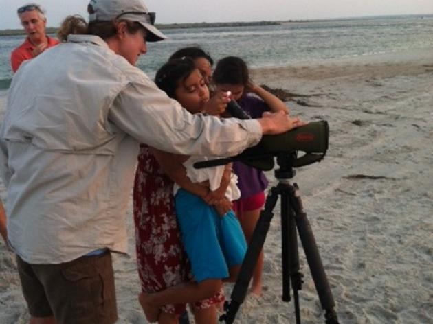 Discovering Bird-watching at Wrightsville Beach 