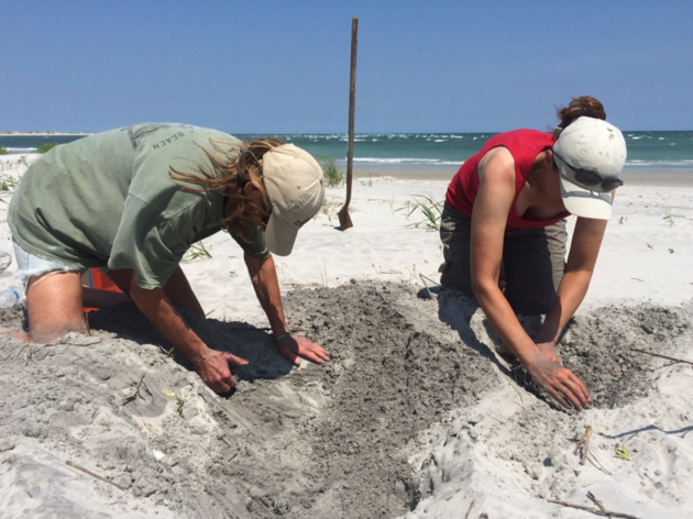 Lea-Hutaff Island Offers Sanctuary for Nesting Sea Turtles