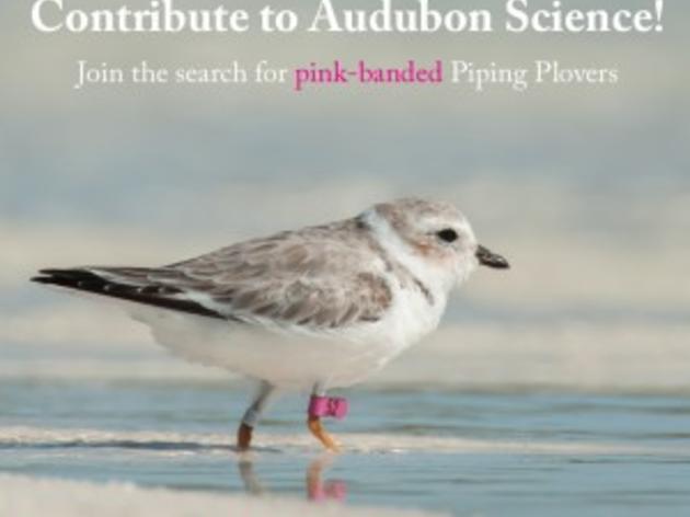Help Audubon Track Pink Banded Piping Plovers