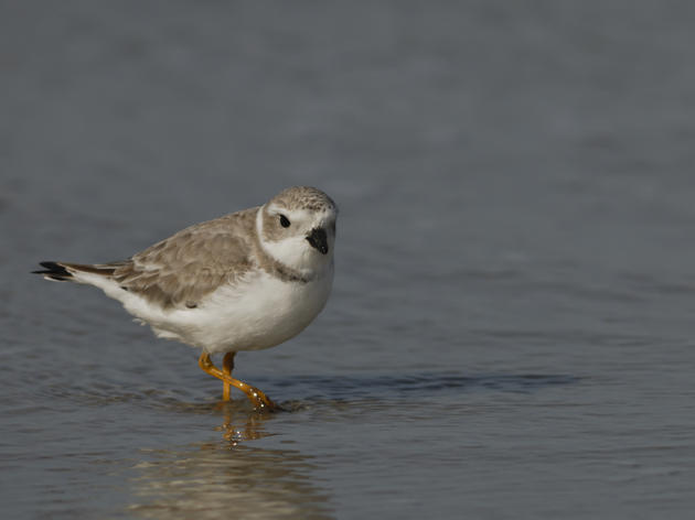 Beating the Odds: A Year in the Life of a Piping Plover 