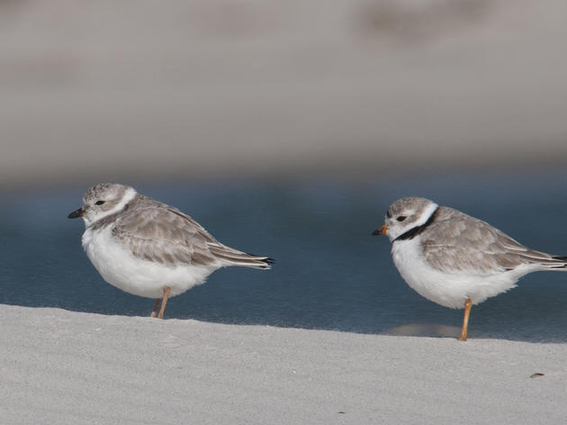 Piping Plover