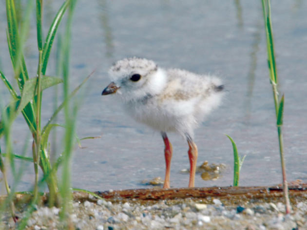 Senate Bill 2372 and House Bill 4094 Seeks to Overturn Regulation to Protect Cape Hatteras National Seashore Birds and Wildlife