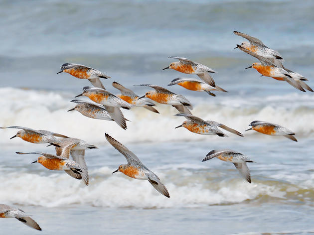 Help Count Birds for Science during Audubon North Carolina’s Annual Christmas Bird Count