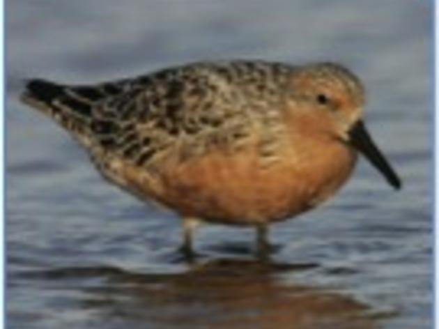 US Considers Federal Protection of Red Knots