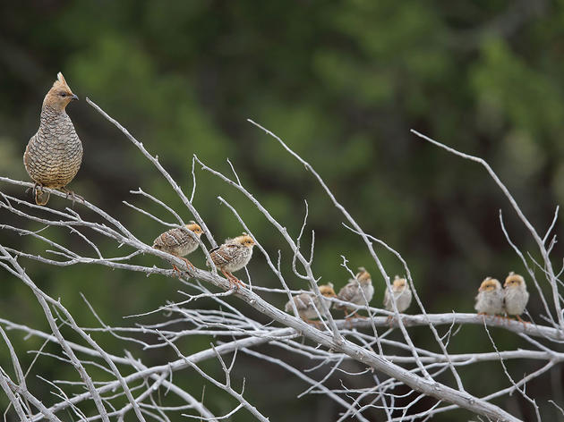 Brighten Your Day with Some Sweet Baby Bird Pics 