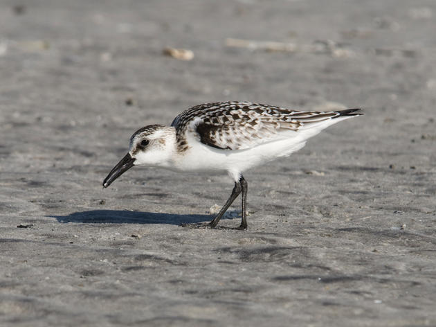Sanderlings fly thousands of miles to Lea-Hutaff Island